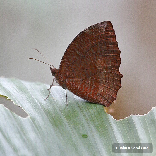 J01_1265 Common Palmfly.JPG